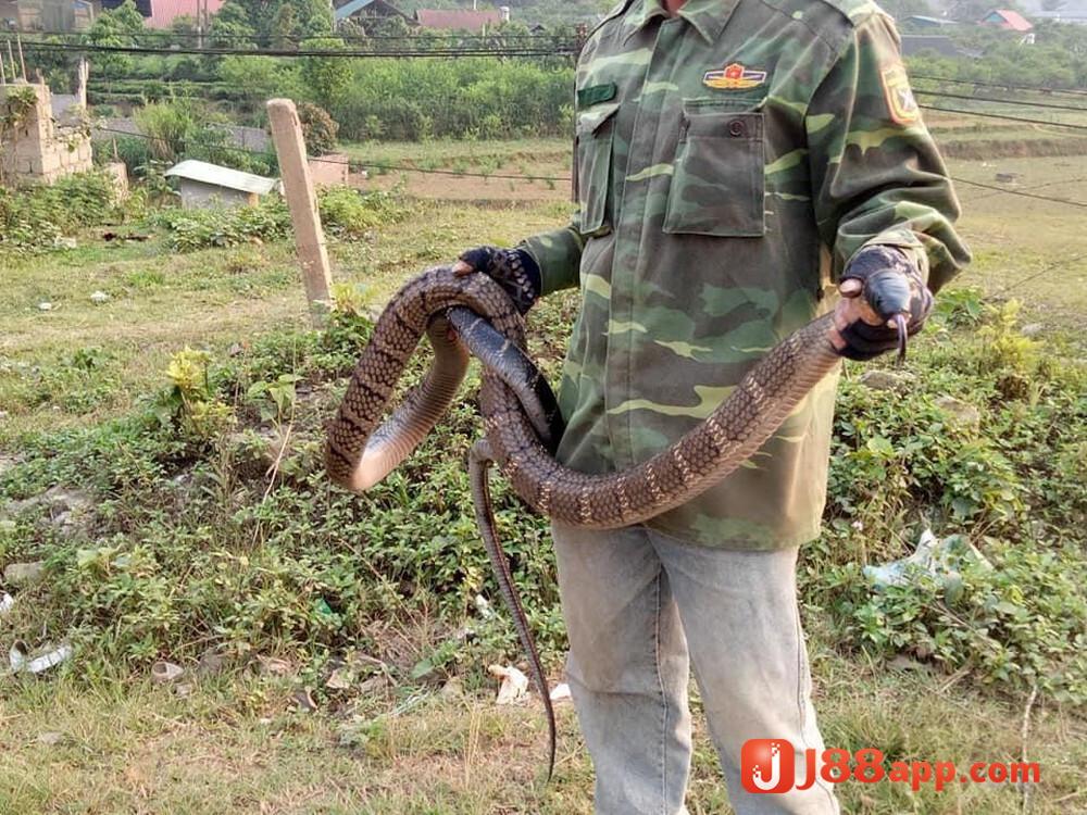 Nằm mơ thấy bắt rắn nên đánh lô gì? Giải mã giấc mơ J88 6 Chiêm bao thấy bắt rắn chung chung