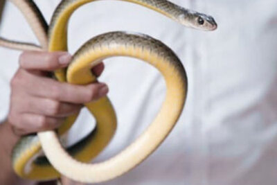 Nằm mơ thấy bắt rắn nên đánh lô gì? Giải mã giấc mơ J88