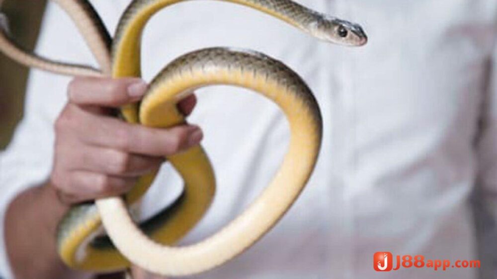 Nằm mơ thấy bắt rắn nên đánh lô gì? Giải mã giấc mơ J88 8 Nằm mơ thấy bắt rắn nên đánh lô gì trúng lớn?