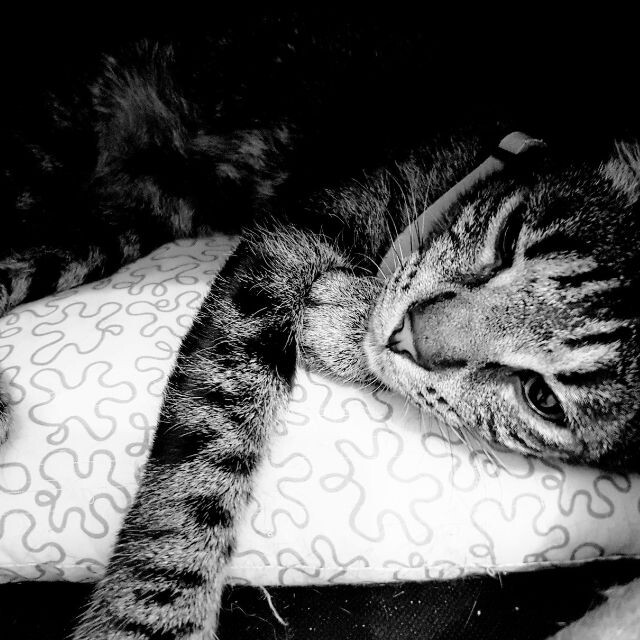 Hé lộ nằm mơ thấy mèo có điềm báo gì? Con số gì may mắn 5 Giải mã các tình huống nằm mơ thấy mèo và ý nghĩa