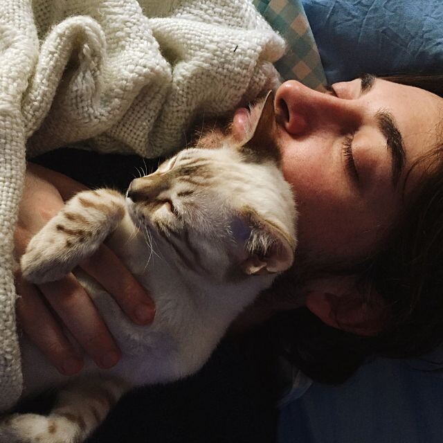 Hé lộ nằm mơ thấy mèo có điềm báo gì? Con số gì may mắn 6 Mơ thấy mèo con số gì may mắn