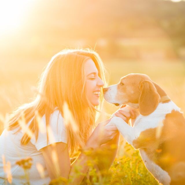 Nằm mơ thấy chó là mang điềm lành hay dữ? Con số gì may mắn 6 Nằm mơ thấy chó đem lại con số gì may mắn