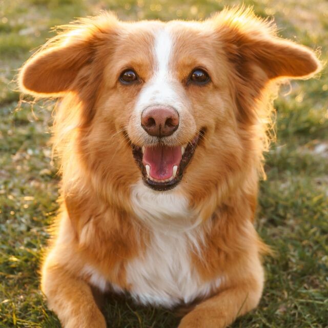 Nằm mơ thấy chó là mang điềm lành hay dữ? Con số gì may mắn 4 Nằm mơ thấy chó mang điềm lành hay dữ