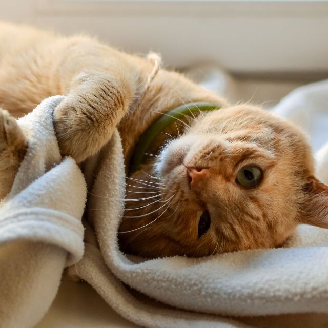 Hé lộ nằm mơ thấy mèo có điềm báo gì? Con số gì may mắn 4 Nằm mơ thấy mèo mang lại điềm báo gì?