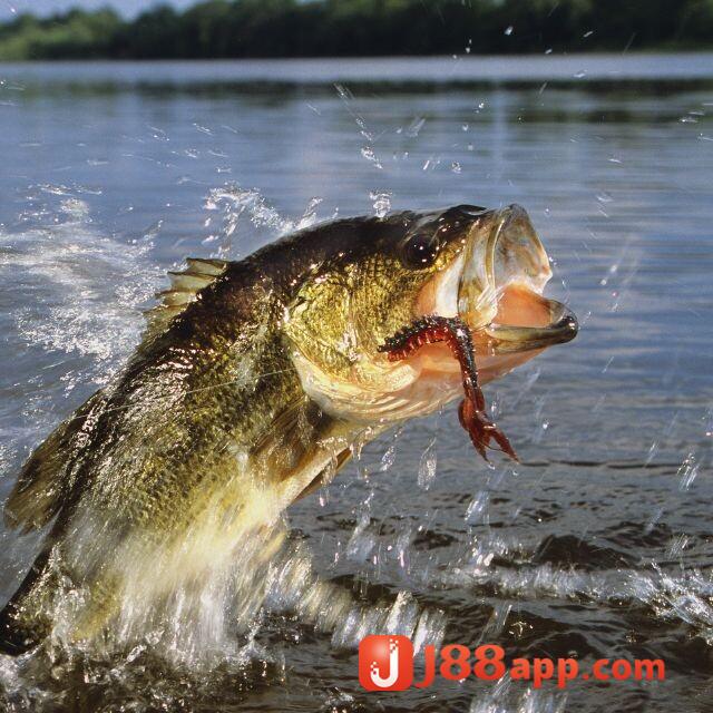 Ý nghĩa nằm mơ thấy cá như thế nào? Đánh con gì may mắn 5 Giải mã chi tiết các tình huống nằm mơ thấy cá và ý nghĩa