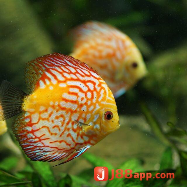 Ý nghĩa nằm mơ thấy cá như thế nào? Đánh con gì may mắn 6 Image